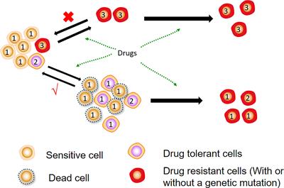 Characteristics and molecular mechanism of drug-tolerant cells in cancer: a review